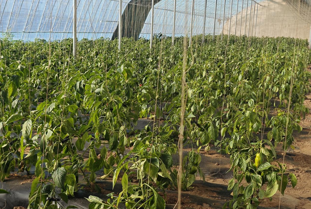 科左后旗:蔬菜大棚绿意浓奏响冬日“增收曲”(图3) 科左后旗:蔬菜大棚绿意浓奏响冬日“增收曲”(图3)