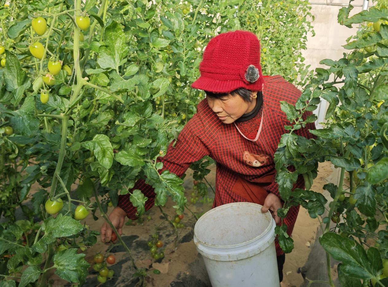 科左后旗:蔬菜大棚绿意浓奏响冬日“增收曲”(图2) 科左后旗:蔬菜大棚绿意浓奏响冬日“增收曲”(图2)
